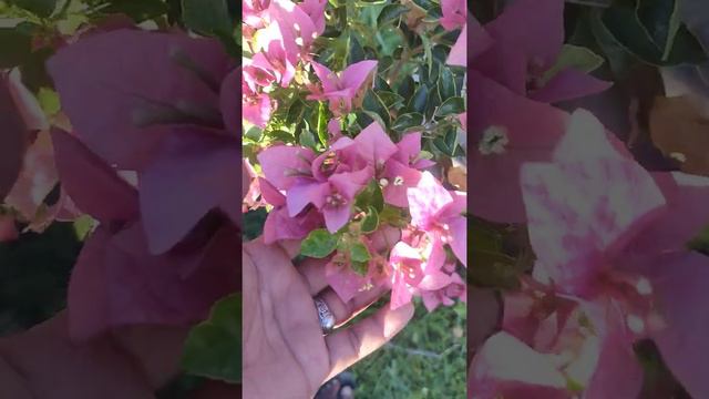 toprare and rare bougainvillea varieties as of april 2021 (part 1) смотреть онлайн