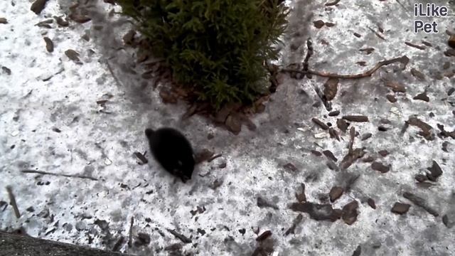 Енот Внешняя характеристика на ilikepet смотреть онлайн
