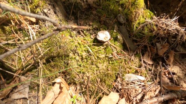 Как избавиться от комаров. Эффективное средство от комаров и мошек. Можно детям. Реально действует. смотреть онлайн