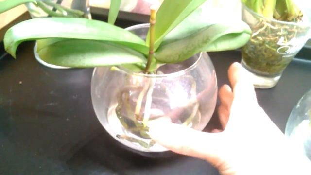 Открытая система. Содержание в воде с просушкой. Обзор. смотреть онлайн