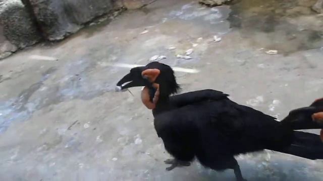 Африканский ВОРОН смотреть онлайн