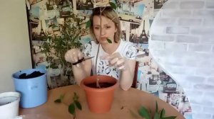 Фикус микрокарпа.Формируем крону и пересаживаем.Часть 1