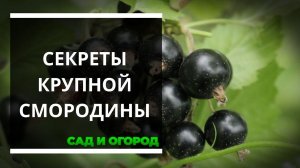 Как использовать соду для получения богатого урожая смородины