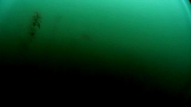 Подледные съемки окуня в мутной воде смотреть онлайн