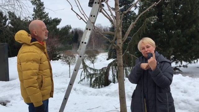 Обрезка клена остролистного «Принсетон голд» в питомнике Савватеевых смотреть онлайн