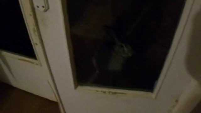 Домашний заяц, Эволюция Заяца смотреть онлайн