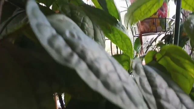 Цветы в кашпо смотреть онлайн
