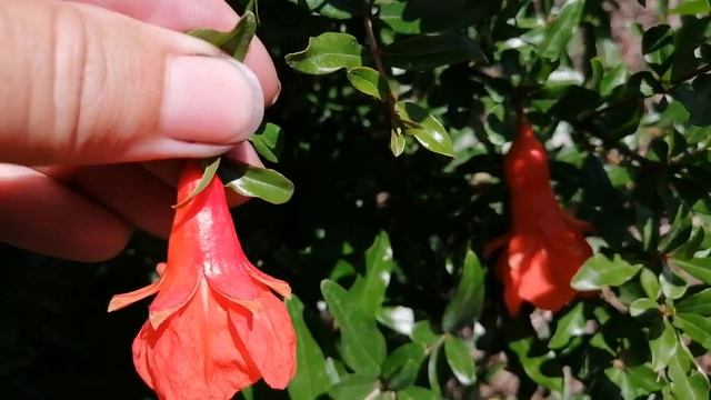 Мужские и женские цветки ГРАНАТА смотреть онлайн