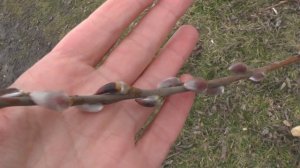 А вы знали КАК растёт ВЕРБА?! Небольшой секрет священного дерева.