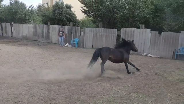 Шетлендский пони Персик и его мама Полечка. Весёлые пони смотреть онлайн