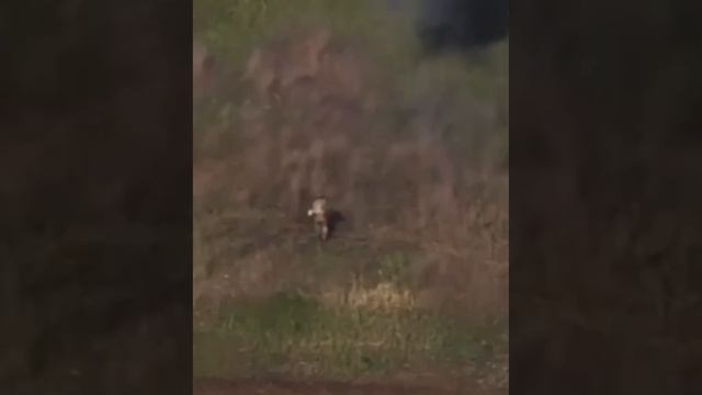Наш воин уничтожает FPV-дрон хохлов на подлёте. смотреть онлайн