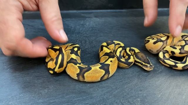 How to produce a PANDA PIED, tune in now! смотреть онлайн