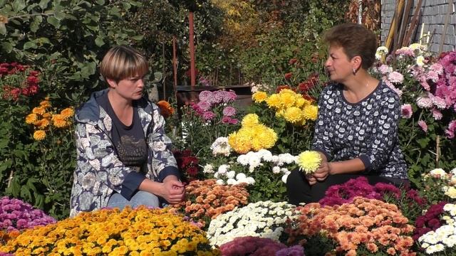 Как зимуют хризантемы мультифлоры смотреть онлайн