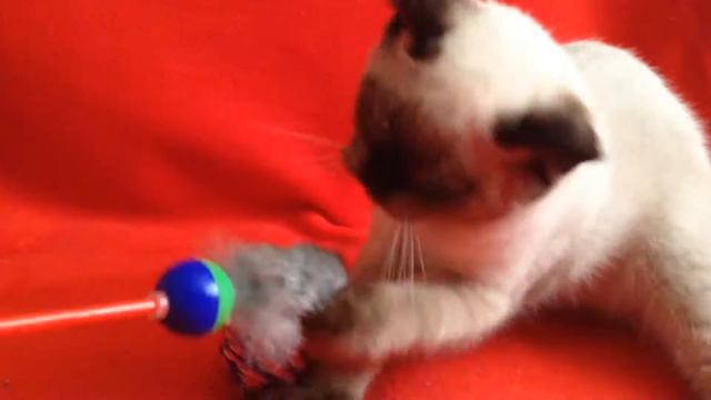 Купить шотландского котенка? Котята для Вас! Шотландский прямоухий котенок Кингсайз Олкона. смотреть онлайн