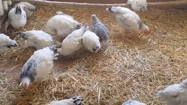 Ейск.?Муравьи. Кузя верхолаз)). Зацвёл каштан. смотреть онлайн