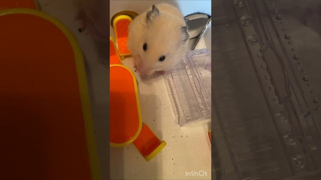 Хомяк в домике смотреть онлайн