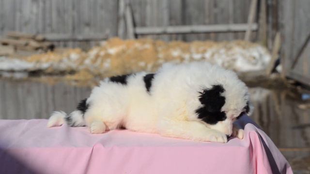 Щенок якутской лайки . Доча Авроры и Жадара . Yakutian Laika puppy. смотреть онлайн