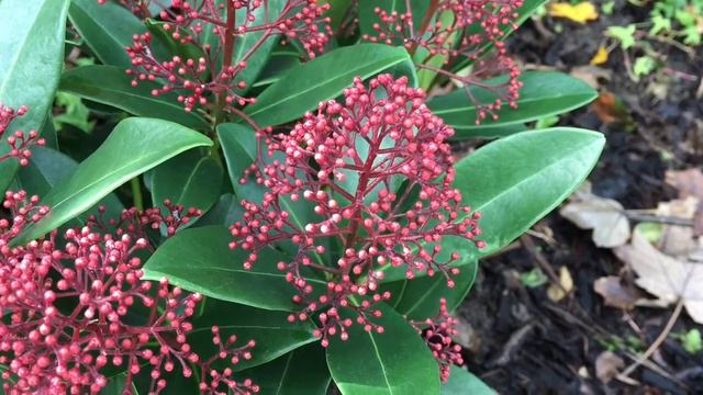 Skimmia Japonica