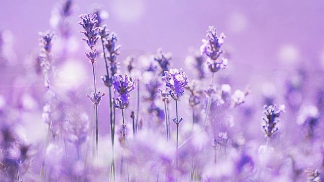 Peaceful Music, Relaxing Music, Instrumental Music, 