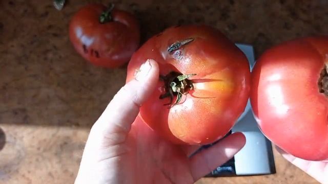 Томат Услада смотреть онлайн