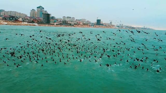 Маленький островок из уток в Актау! смотреть онлайн