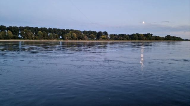 Клюнул судак 38 см на бычка, пришлось отпустить. Рыбалка на судака на реке Рейн. Судак на бычка. смотреть онлайн