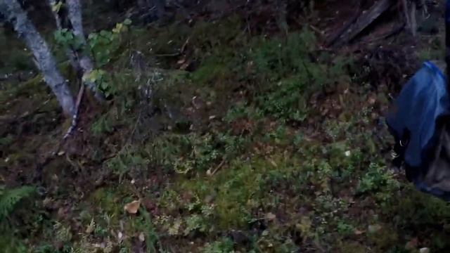 Грибы белые и другие сушим в русской печке! 1-2 сентября 2021. Дары осени. Неленьга.