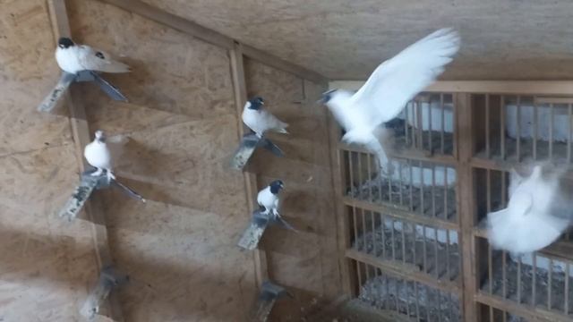 Про виставку Умань та чудо гріт!!! смотреть онлайн