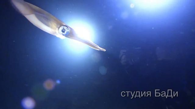 Ночная зарисовка по Красному морю смотреть онлайн