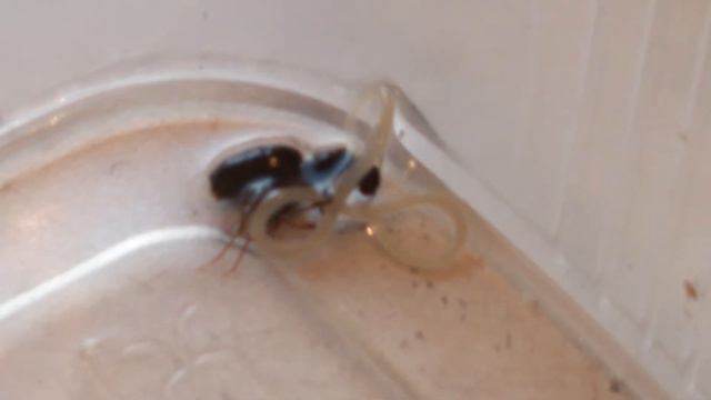 Что это, червь? смотреть онлайн