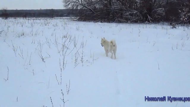 Деревенские заметки Прогулка с лайкой по кличке Сокол смотреть онлайн