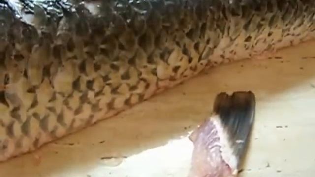 Белый амур 11 кг 200 г Разбираем рыбу смотреть онлайн