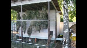 Курятник своими руками для 58 кур.3 часть Куры несутся как летом.