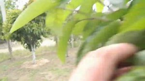 Обработка черешни от тли. Когда обрабатывать от вредителей.