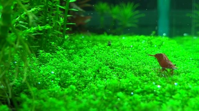 Hemianthus callitrichoides Cuba extra bubble смотреть онлайн