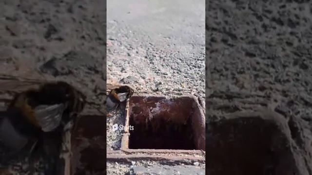 Шмель после дождя #Shorts смотреть онлайн