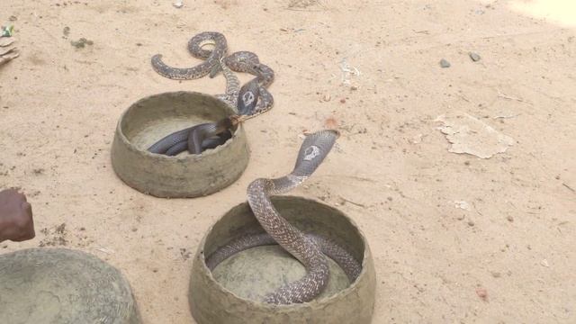 Big Snake Video | Green Vine Snake / Indian Cobra / King Cobra / Python Snake / Common Sand Boa/ ? смотреть онлайн