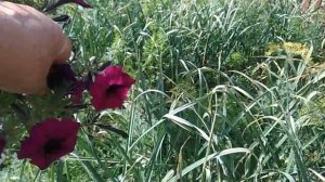 Как собрать семена с петунии.