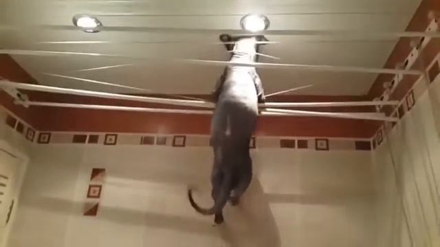 Сфинкс канатоходец смотреть онлайн
