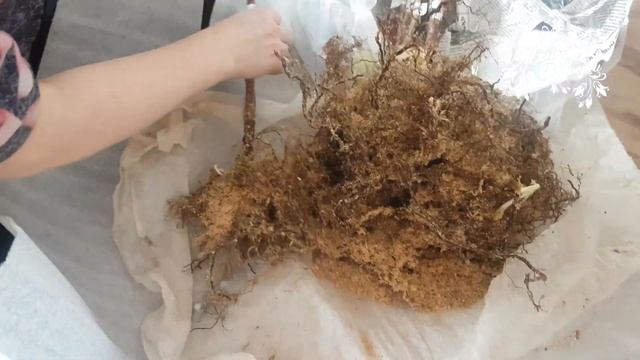 Новая посылка от Людмилы Авиной! Саженцы малины! смотреть онлайн