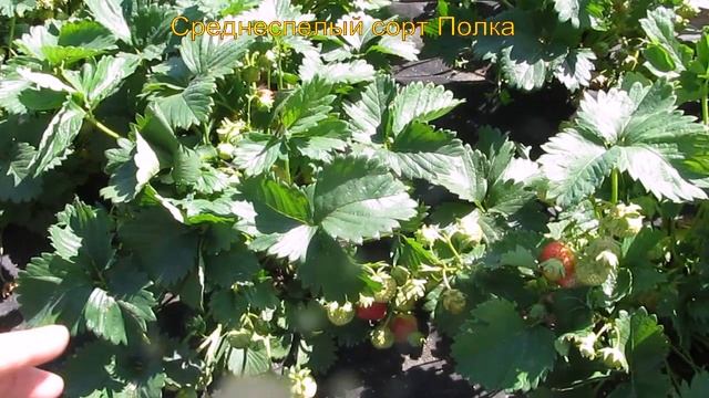 Среднеспелый сорт Полка с карамельным вкусом смотреть онлайн