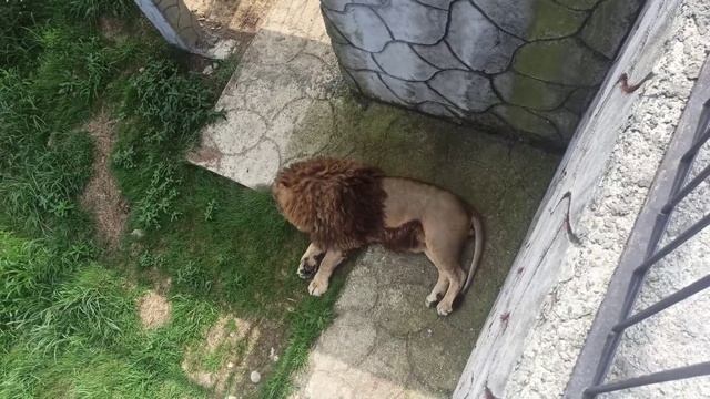 АБХАЗИЯ. Парк Львов. #абхазия #парк #львы смотреть онлайн