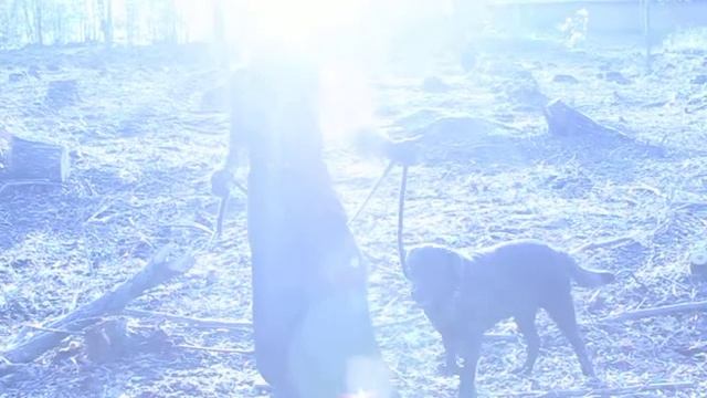 Iveta Pole silens silva willy 1.MOV смотреть онлайн