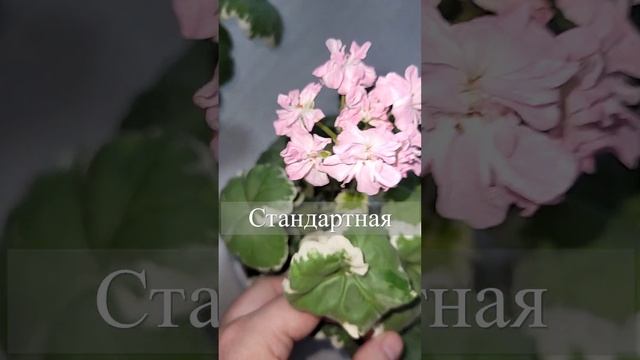 Герань Fir Trees Silver Wedding нежнейшая розовая красавица смотреть онлайн