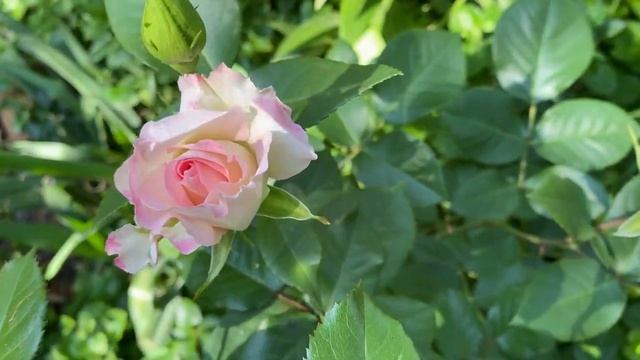 Что зацветает в саду 26 мая 22 г, прогулка по саду! Розы, пионы.????? смотреть онлайн