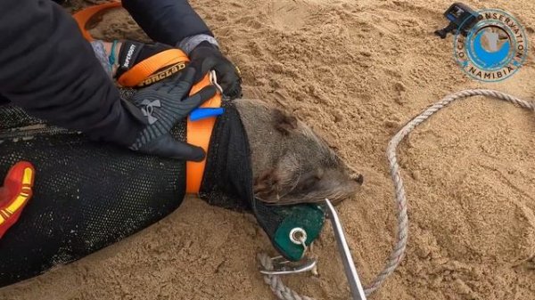 Slow And Risky Seal Rescue