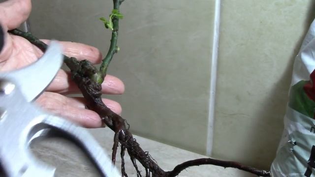 Роза в Коробке из "Пятерочки". С чего начать? смотреть онлайн
