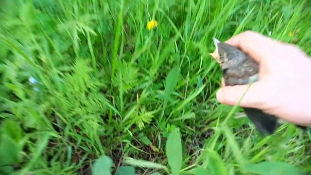 Птенец скворца