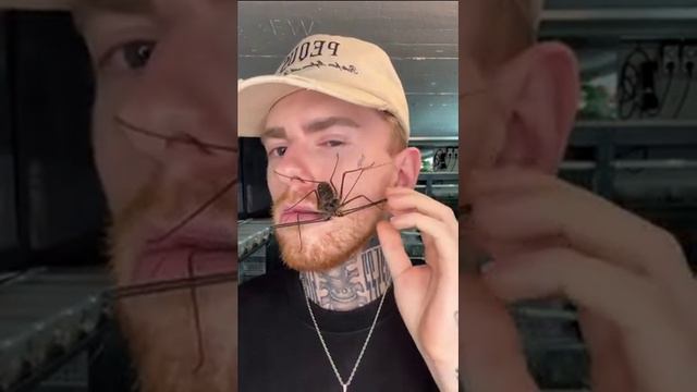 Первая и финальная стадия развития насекомых наглядно смотреть онлайн