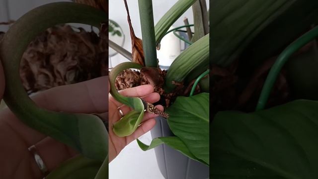 Цветение Замиокулькаса и Спатифиллума смотреть онлайн